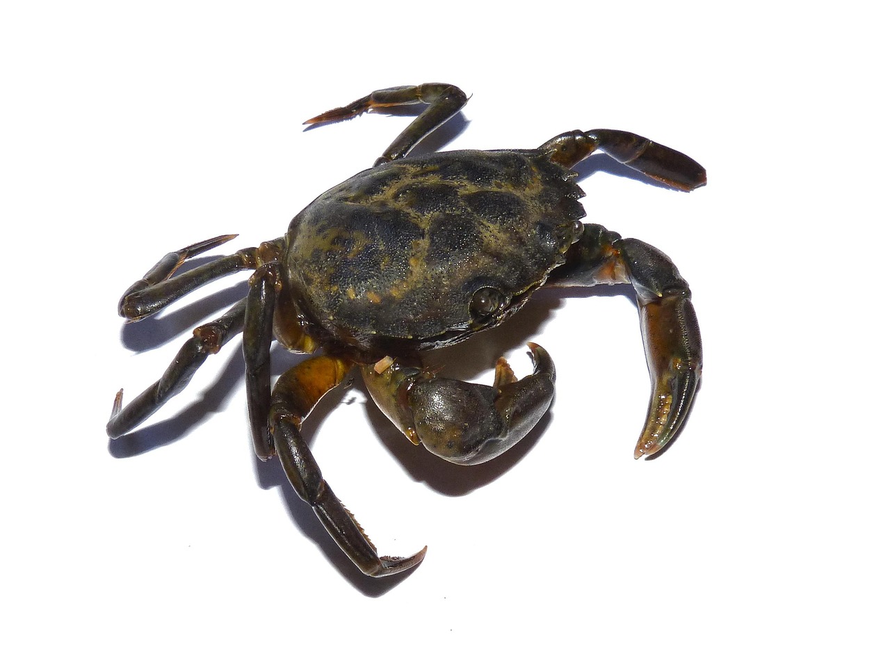 Krebsdyr Krydsord