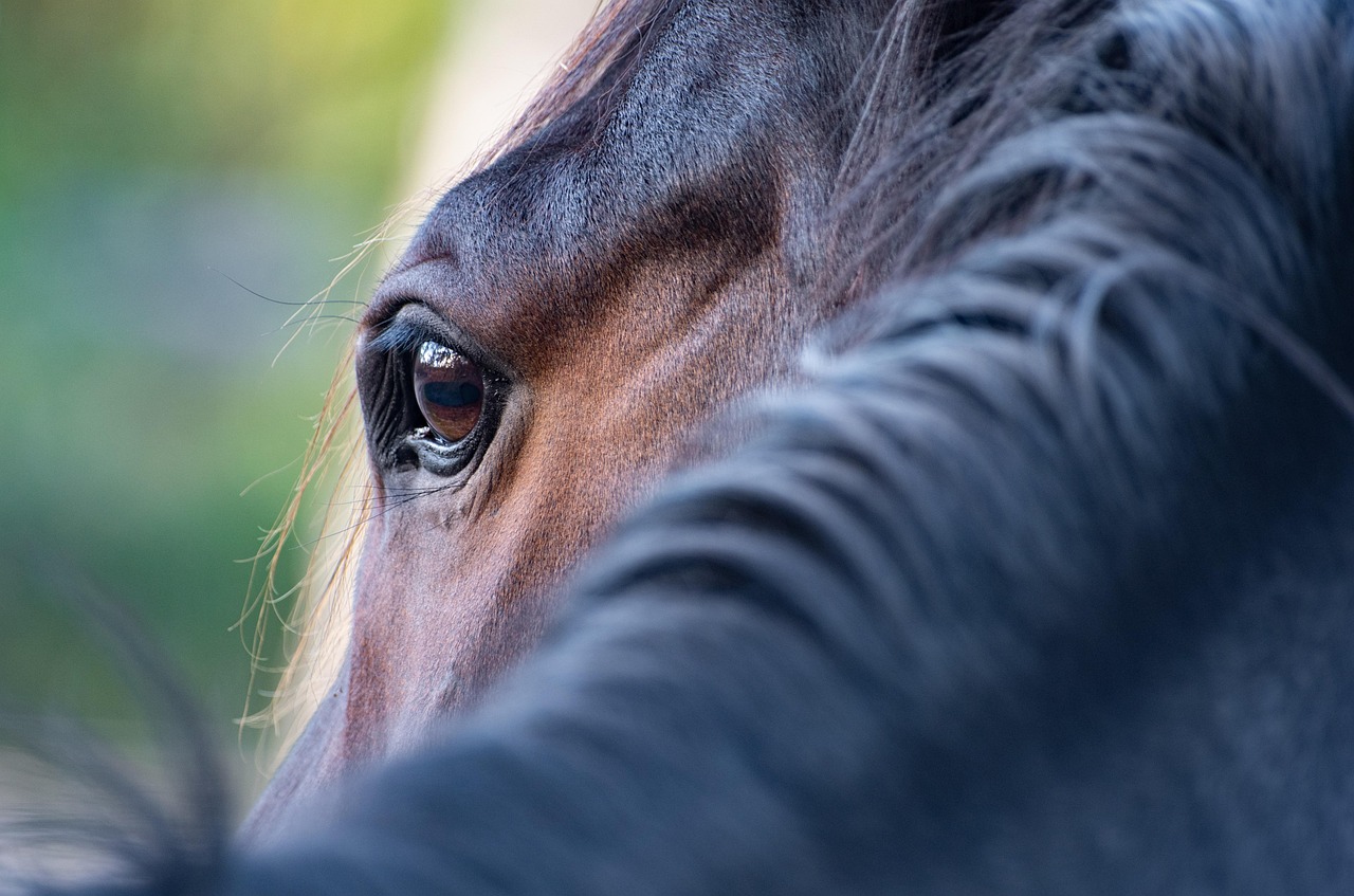 Hest Krydsord